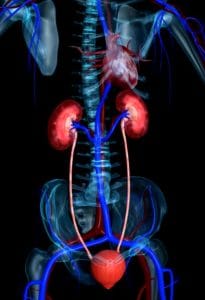 Image de Maladies Des Reins